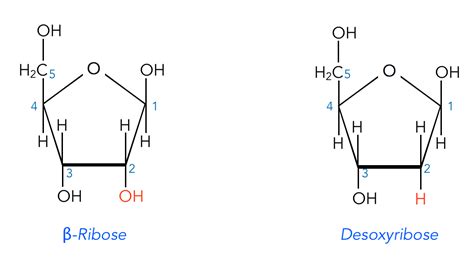 ibose|ribose bedeutung.